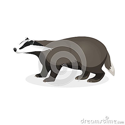 Badger on short legs in realistic style isolated on white Vector Illustration