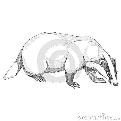 Badger sketch vector graphics black and white drawing Vector Illustration