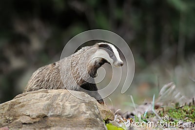 Badger on stone in the spring forest Stock Photo