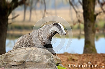 Badger on stone in the spring forest Stock Photo