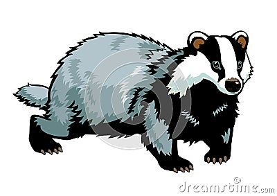 Badger on white Vector Illustration