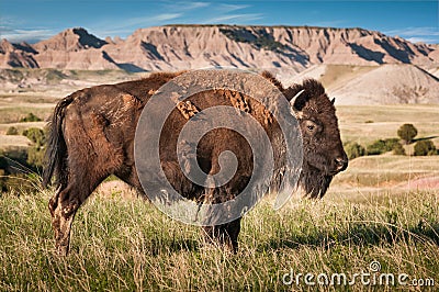 Badlands American Bison Bull (Bison bison) Stock Photo