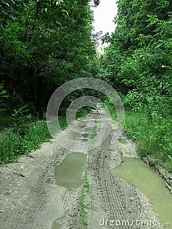 Badly damaged road in a dense green forest Stock Photo