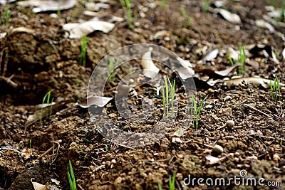 The Baduy tribe grows upland rice for their food needs. Stock Photo