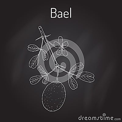 Bael Aegle marmelos , or Bengal quince Vector Illustration