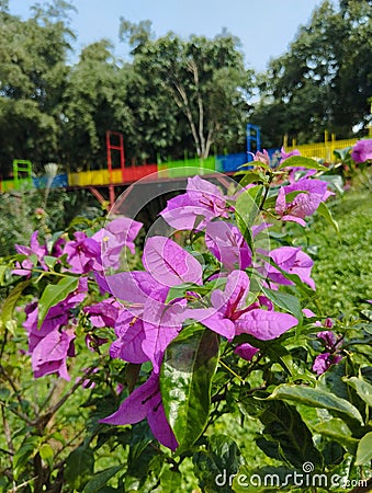 Baeutiful garden Stock Photo