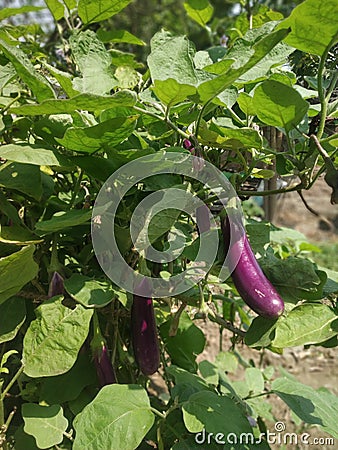 Bagan fruit veg in indian dis Stock Photo