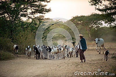 Bagan / Myanmar - Jan 12 2014 : In the countryside, Burmese women herd herds back into the farm Editorial Stock Photo
