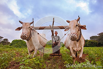 Myanmar Travel Images, farmer ploughing crop with two oxen Editorial Stock Photo