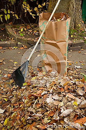 Bagging fall Leaves Stock Photo