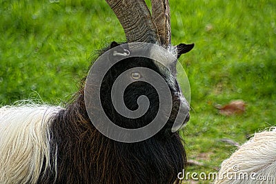 Bagot Goat. A rare breed. UK Stock Photo