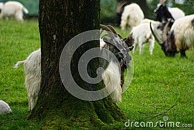 Bagot Goats. A rare breed herd UK Stock Photo