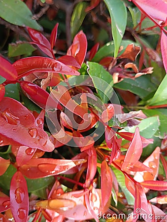 Baground Ornamental plants growing in the yard have red and green leaves Stock Photo