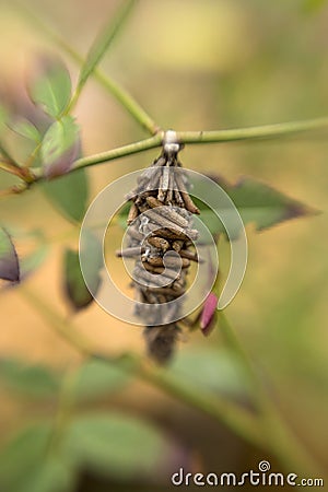 Bagworm Cocoon Stock Photo