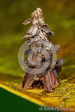 Bagworm Moth Stock Photo