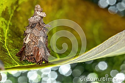 Bagworm Moth Stock Photo
