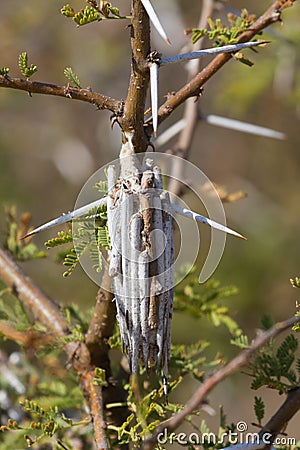 Bagworm moth case in the family Lepidoptera closeup Stock Photo