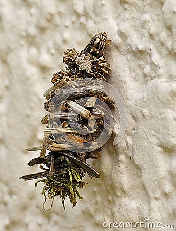 A Bagworm moth caterpillar crawling on a wall Stock Photo