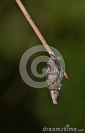 Bagworm cocoon hanging on a pine needle. Stock Photo
