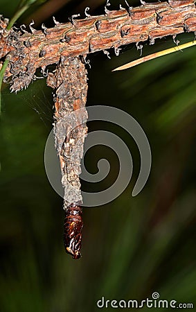 Bagworm moth cocoon that has hatched. Stock Photo
