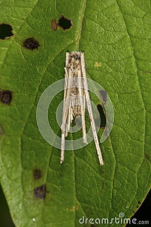 Bagworm moth cocoon on a leaf in South Windsor, Connecticut. Stock Photo