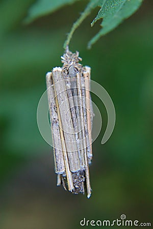 Bagworm moth cocoon Stock Photo