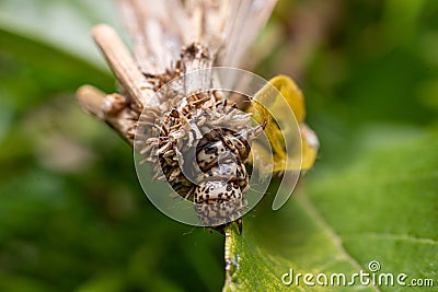 Bagworm moth eating a leaf in australia Stock Photo