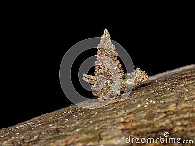 Bagworm Moth Stock Photo