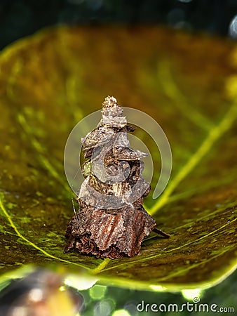 Bagworm Moth Stock Photo