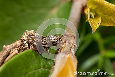 Bagworm moth looking for a good spot on a branch in australia Stock Photo