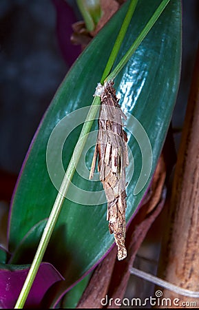 Bagworms (Psyche casta), butterfly caterpillar in a bag decorated with pieces of wood Stock Photo