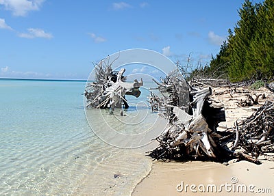 Bahama Beach Debri Stock Photo