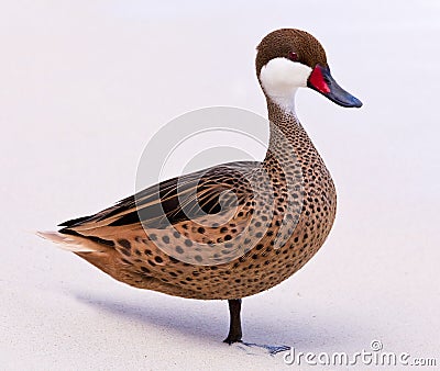 Bahama duck on sandy beach Stock Photo