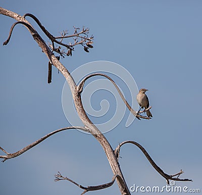Bahama Mockingbird and bizarre tree Stock Photo