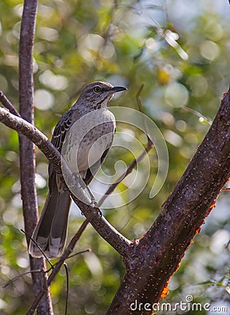 Bahama Mockingbird close-up Stock Photo