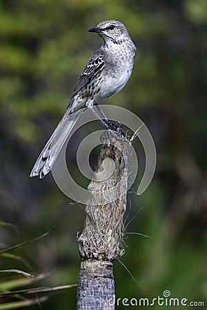 Bahama Mockingbird, Mimus gundlachii Stock Photo