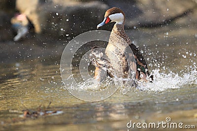 Bahama pintail Stock Photo