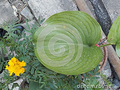 Bai Wan Nang Khum heart shaped leaves Stock Photo