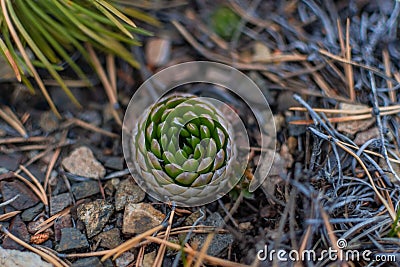 Baikal round green succulent grow in field by the lake. Geometric cacti, swirling pattern Stock Photo