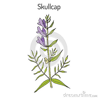 Baikal skullcap scutellaria baicalensis - medicinal plant Vector Illustration