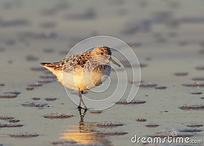 Baird`s Sandpiper Stock Photo