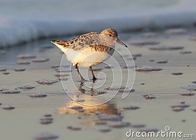 Baird`s Sandpiper Stock Photo