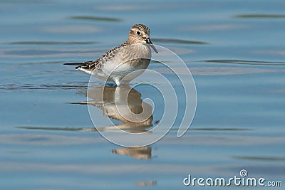 Baird`s Sandpiper - Calidris bairdii Stock Photo