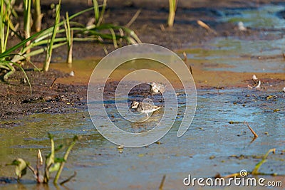 Baird`s Sandpiper feeding on marsh swamp Stock Photo