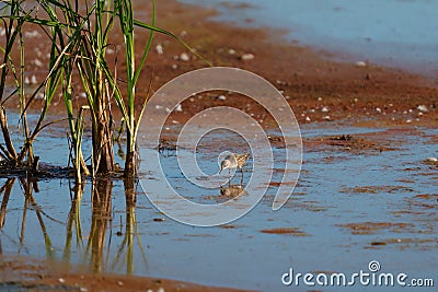 Baird`s Sandpiper feeding on marsh swamp Stock Photo