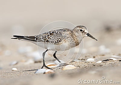 Baird's Strandloper, Baird's Sandpiper, Calidris bairdii Stock Photo