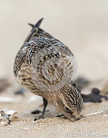 Baird's Strandloper, Baird's Sandpiper, Calidris bairdii Stock Photo