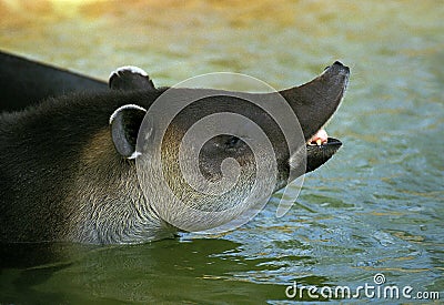 BAIRD`S TAPIR tapirus bairdii, ADULT STANDING IN WATER, SCENTING AIR Stock Photo