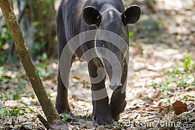 Baird's tapir Stock Photo