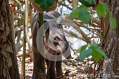 Baird`s tapir in Corcovado National Park Stock Photo